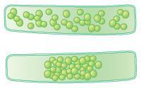 3. Consider the two different types of algae shown below. Each type has the same number of chloroplasts but their chloroplast distribution in the cell varies.