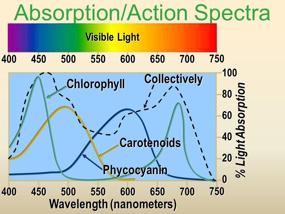 Assume that about three algal cells would cover the width of the visible spectrum on a microscope slide. a. Either of the two cells could be used because both are capable of absorbing light and producing oxygen in photosynthesis.