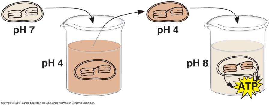 5. Chemiosmosis drives the synthesis of ATP in photosynthesis an