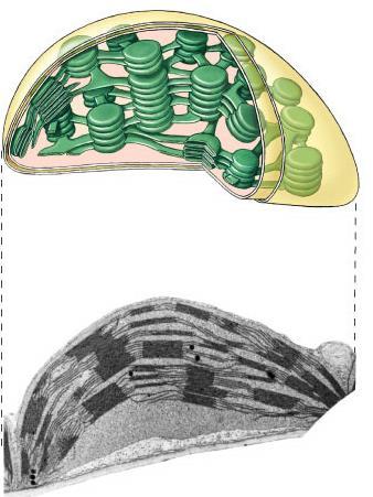 Plant structure Chloroplasts double membrane stroma fluid-filled interior thylakoid sacs grana stacks Thylakoid membrane contains chlorophyll molecules