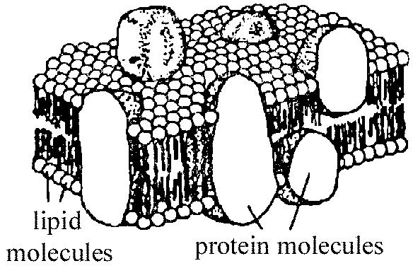 22. In a cell, the selective permeability of the cell membrane is most closely associated with the maintenance of A. homeostasis B. hydrolysis C.