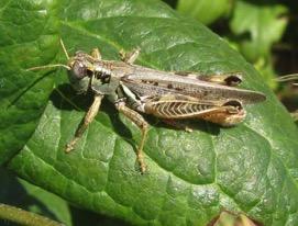 Orthoptera Grasshoppers &