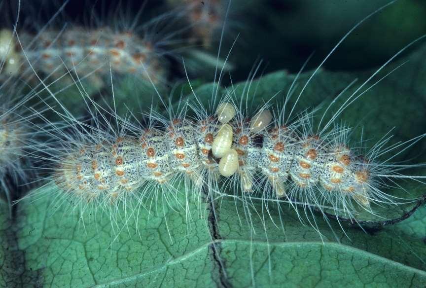 Ectoparasitic wasp larvae on