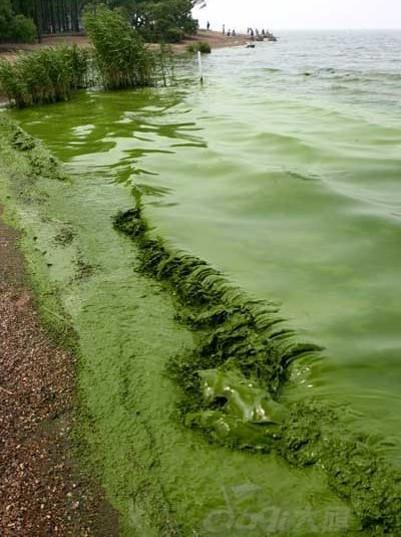 Applicative Framework Polluted Taihu (algae), Yangtze Delta plain, Wuxi, China.