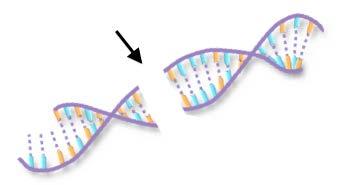DNA damages Single-/ Double-strand breaks