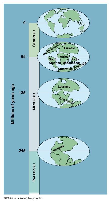 Earth s History Pangaea (245 mya) Pangaea