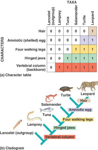 Cladistics Synapomorphies: Shared derived characters
