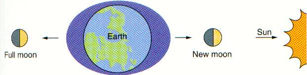 Tidal Bulges Occurs because of differential gravitational attraction for different points on the Earth Water flows more easily than solid Makes observation of the tidal bulges much easier Two high