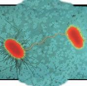 Binary Fission (magnification: 26,500 ) Growth and Reproduction Conjugation (magnification: 7000 ) When conditions are favorable, bacteria can grow and divide at astonishing rates.