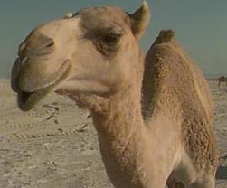 Camel Animals