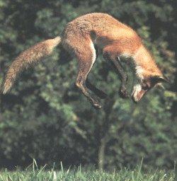 Fox Animals of the