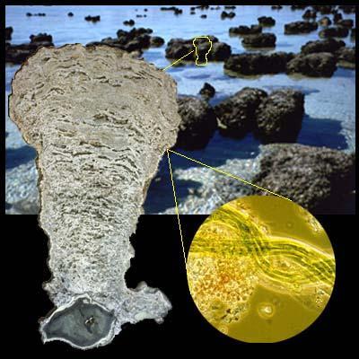 Stromatolites (cyanobacteria)