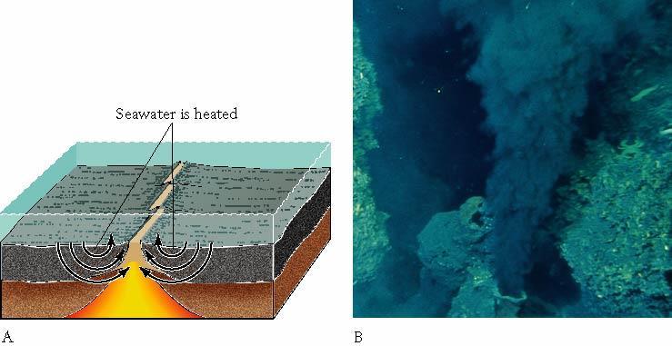 Mid-ocean ridges High heat Chemosynthetic organisms Hydrogen oxidation 2H 2 + O 2 > 2H 2 O + energy