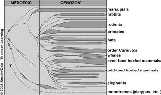 Punctuation Model Adaptive Radiation Speciation model in which most changes in morphology are compressed into brief period near onset of divergence Supported by fossil evidence in some lineages Burst
