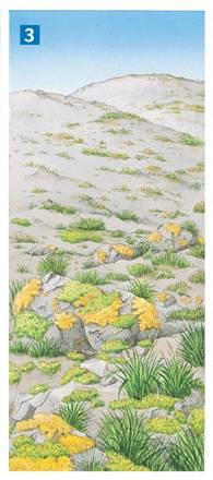 9/10/14 The first organisms to appear are lichens. Mosses soon appear, and grasses take root in the thin layer of soil.