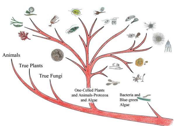 The Five-Kingdom System: Monera, Protista, Fungi, Plantae, Animalia Protista: mostly single-celled, some multicelled; have nuclear membrane (algae and protozoa Unicellular: describes single-celled
