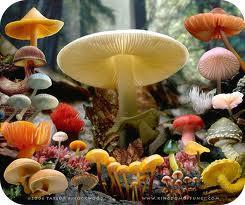 The Five-Kingdom System: Monera, Protista, Fungi, Plantae, Animalia Fungi: single-celled