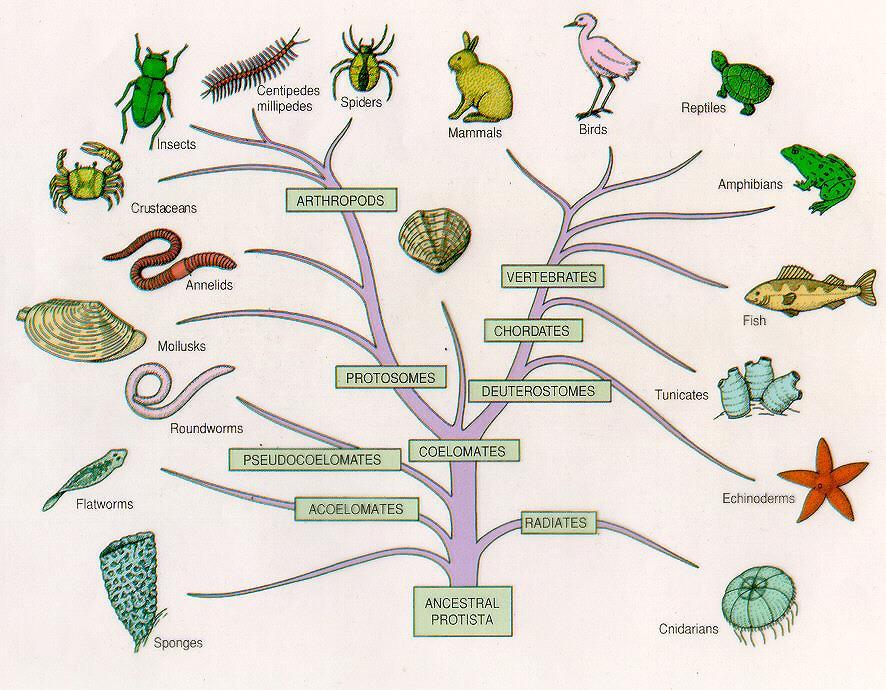 The Five-Kingdom System: Monera, Protista, Fungi, Plantae, Animalia
