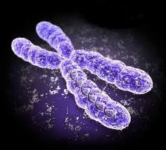The Cellular Structure of Life: Review Chromosome: a subcellular structure that contains the