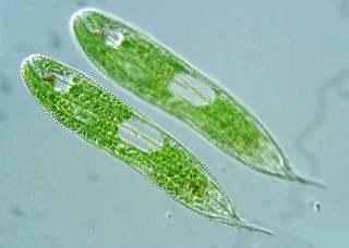 Reproduction of Euglena Euglena reproduces by splitting in half (asexual reproduction/ mitosis) 1 splits