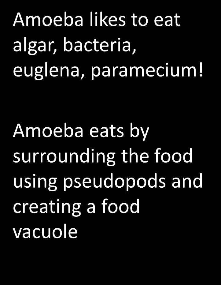 What does Amoeba eat? https://www.youtube.