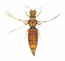 Thrips are tiny (1-2 mm), slender insects with typical long fringes on the margins of their narrow wings.