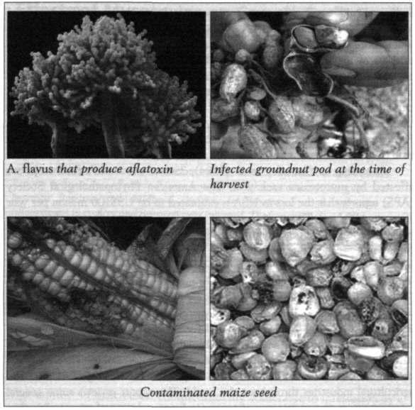 Figure 1. Groundnut and maize seeds affected by fungi that produce mycotoxins.