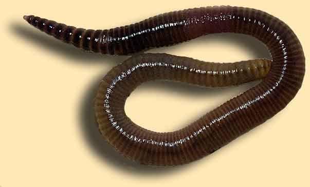 A Segmented Worm (Annelids) The next is to divide our tube into segments. Annelid worms are segmented.