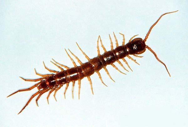 A Centipede (Arthropods) Arthropods, such as centipedes, millipedes, spiders, insects, and crustaceans add the next step to evolving body plans by adding legs to