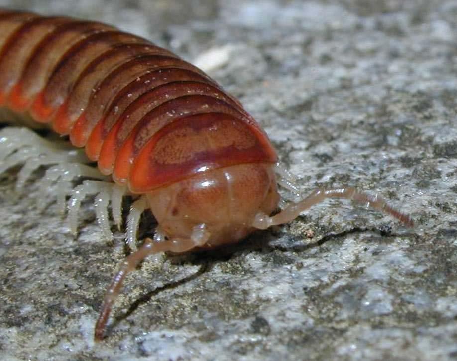 A Millipede (Arthropods) Arthropods, have also added another feature to their body plan a tough shell made largely of chitin and proteins, forming an exoskeleton that may or