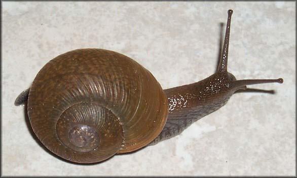 A Snail (Mollusks) The evolution of a tough outer shell for protection is not unique to arthropods.