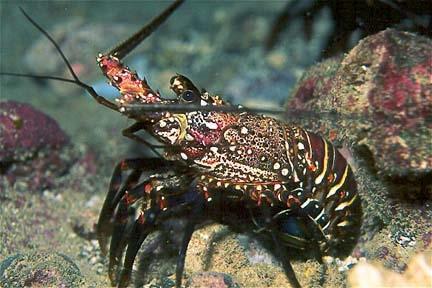 The lobster, also an arthropod, has an exoskeleton and bilateral symmetry, and demonstrates one of the disadvantages of an exoskeleton.