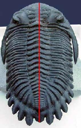 The red line demonstrates the bilateral symmetry in a Cambrian trilobite, an arthropod like the lobster but dating back to the