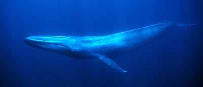An average Blue Whale, on the other hand, is between 75 and 80 feet long, and weighs between 110 to 150 tons (300,000 pounds), making them the largest animal ever known to exist.
