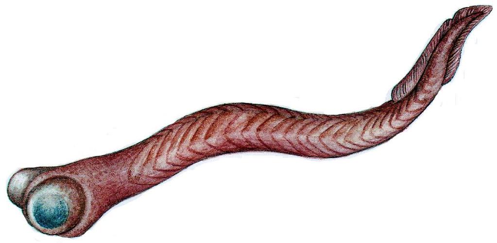 Conodonts, a group of very primitive jawless fish dating from 500 to 250 m.y.a., may have been minnow-sized, with two large eyes, and chevronshaped markings along the body suggesting muscle blocks found only in chordates.