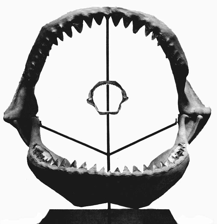 The Great White shark is not the largest jawed fish known. The set of smaller jaws center above are from a Great White.
