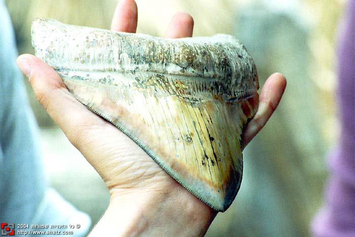 Fossil megalodon teeth can