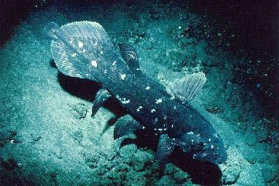 The coelacanth is a lobe finned fish.