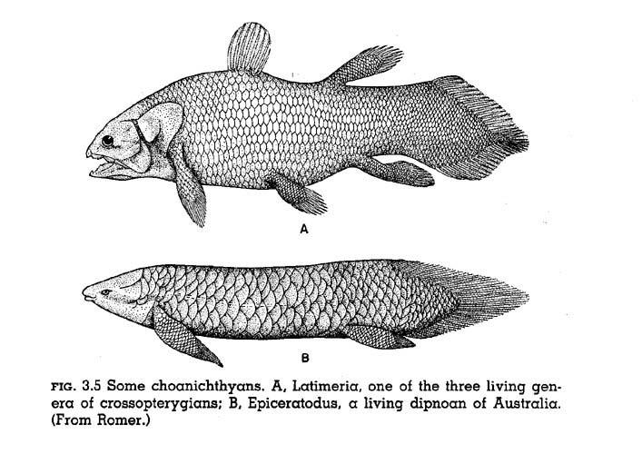 A coelacanth and lungfish showing