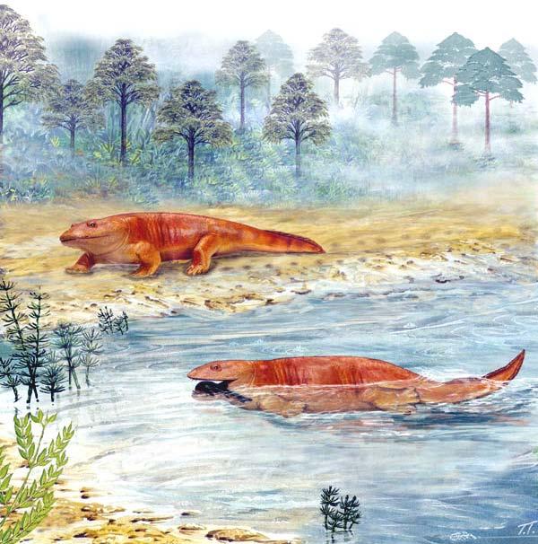 The amphibian tetrapod Ichthyostega, shown in this reconstruction, is the earliest vertebrate to