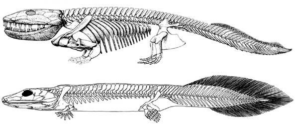 Above is a reconstruction of Ichthyostega (top) and Acanthostega showing the changes in the limbs and spine of Ichthyostega for movement on land, as