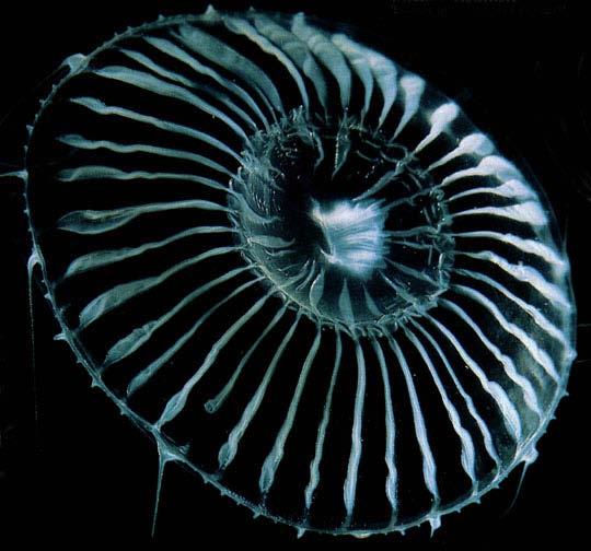 The jellyfish Aequorea victoria shows