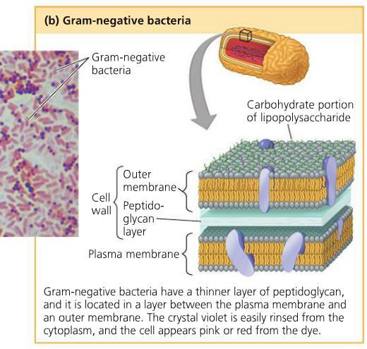 Eubacteria Cell Wall Structure That s important for your doctor to know!