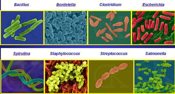 Bacterial diversity rods
