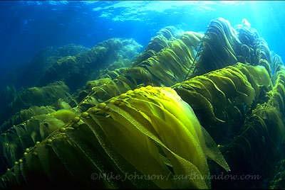 Seaweeds Macrocystis