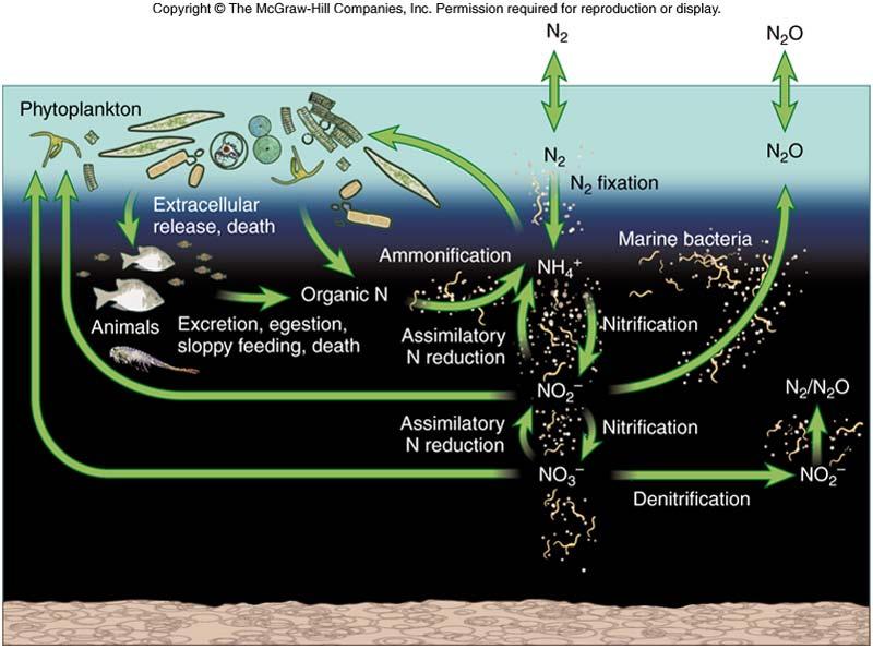 Global Phytoplankton Biomass Only primary producers have chlorophyll, so we can use chlorophyll to measure