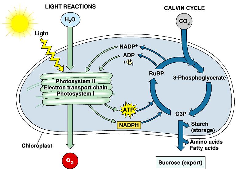 3. The figure below outlines the process of photosynthesis. Carbon dioxide and water are both reactants in this process. a. Describe the journey of a single hydrogen atom from water in photosynthesis.