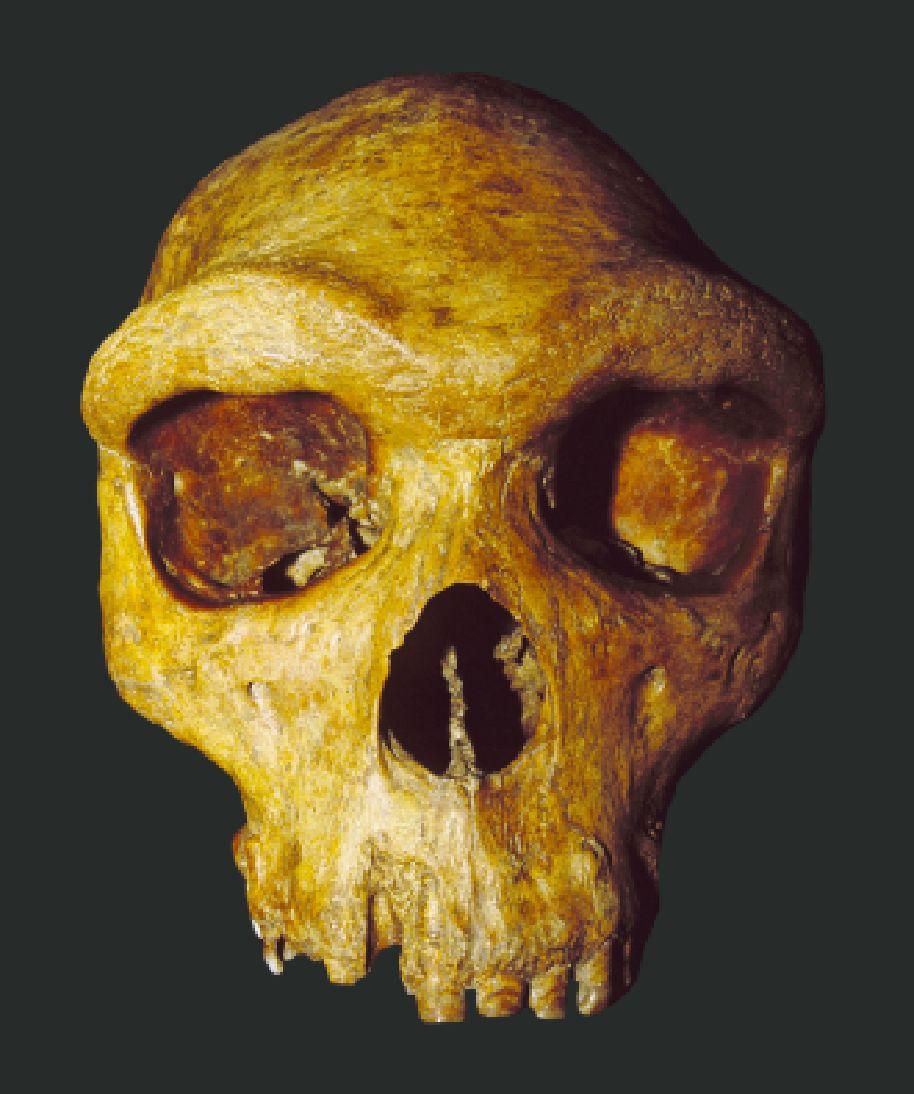 Important sites - H. heidelbergensis Africa Bodo - East Africa; 600 kya -Earliest evidence of H.