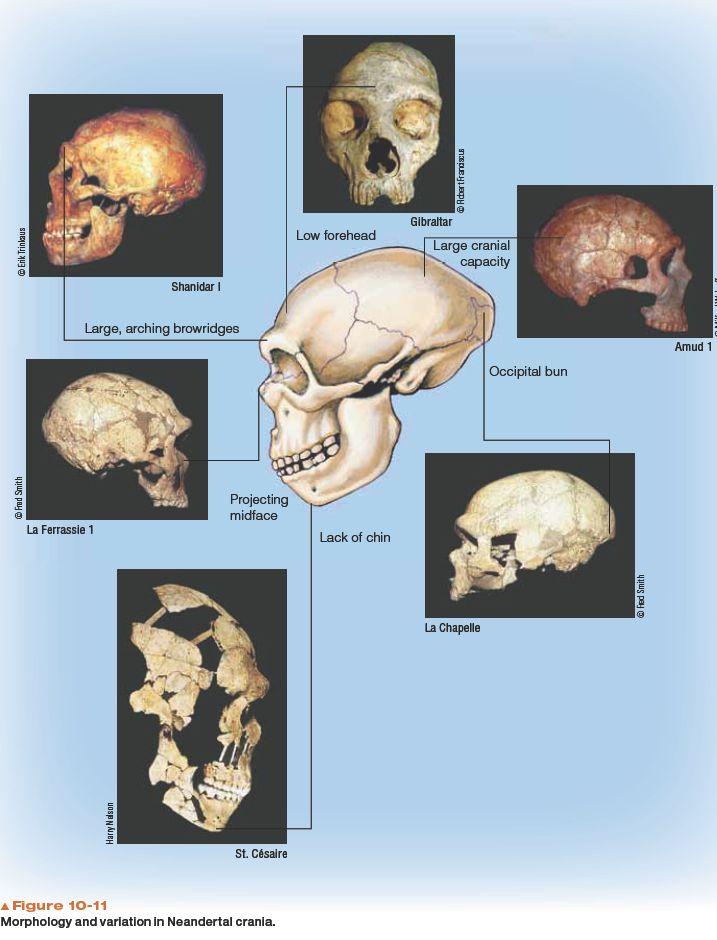 Neandertals: Late Pleistocene Brain Size: Larger than H. sapiens today (1520 cm 3 compared to 1300-1400 cm 3 (perhaps adapted to cold climate).