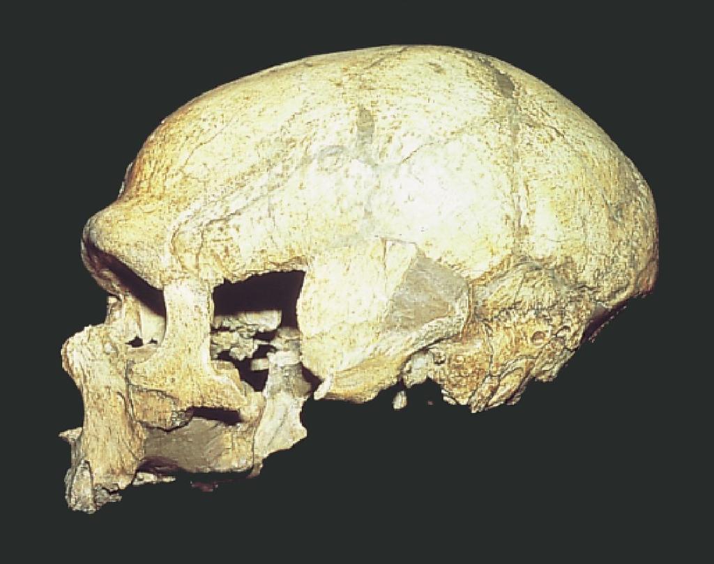 Important sites - Neandertal Tabun, Israel - SW Asia; 110 kya -Best evidence of early Neandertal morphology in SW Asia